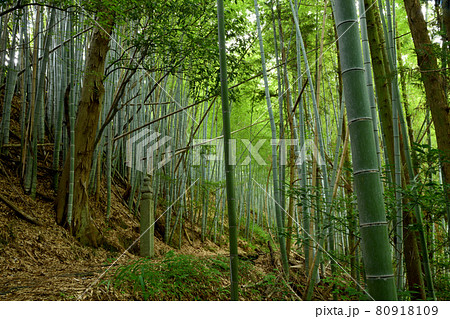 百七十二町石と高野山町石道　【和歌山県九度山町】 80918109