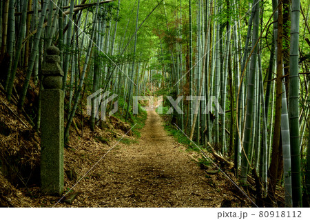 百七十二町石と高野山町石道　【和歌山県九度山町】 80918112