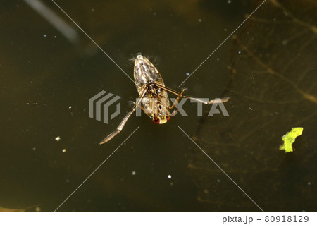 マツモムシ 80918129