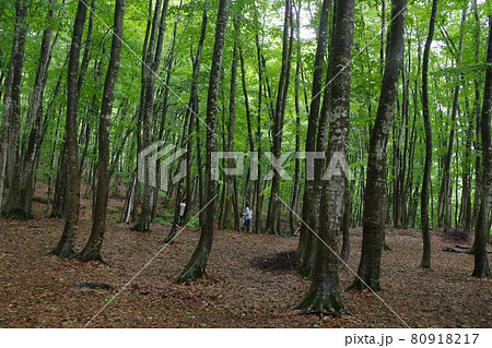 小雨の降るブナ林 80918217
