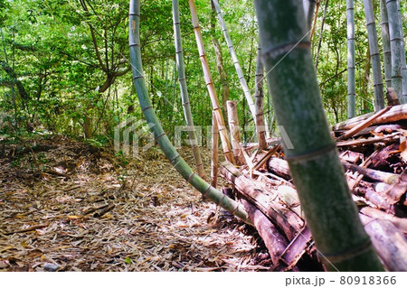 曲がりながらも成長する竹 80918366