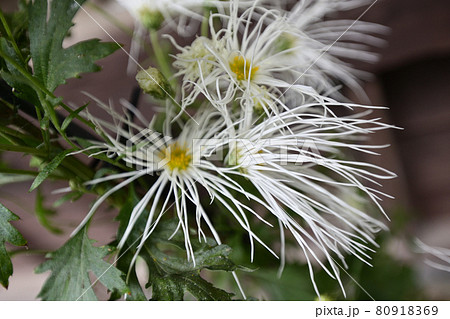平野屋　嵯峨菊 80918369