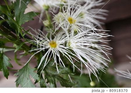 平野屋　嵯峨菊 80918370
