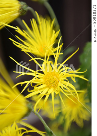 平野屋　嵯峨菊 80918371