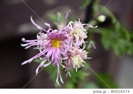 平野屋　嵯峨菊 80918374