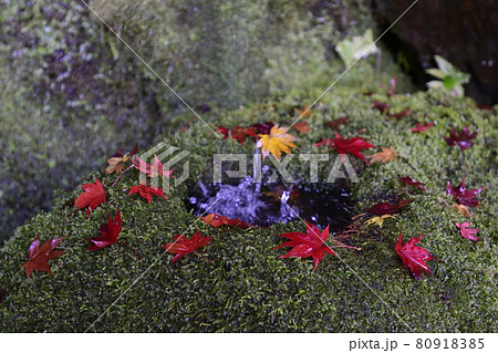 護法堂弁財天　紅葉 80918385