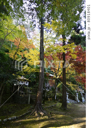 護法堂弁財天　紅葉 80918401