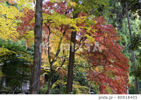 護法堂弁財天　紅葉 80918405