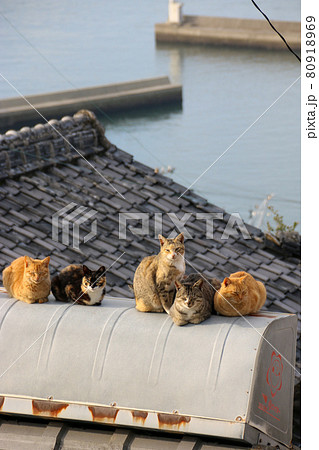 瀬戸内海の島の猫【男木島】 80918969