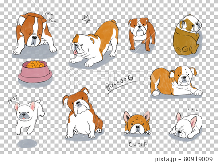 animal, animals, dog 80919009