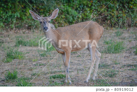 Black tailed deer wandering around Cambria, California 80919012