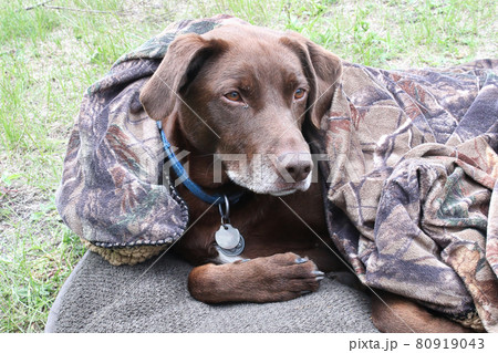 A cold dog curled up in a blanket 80919043