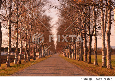 十勝牧場の白樺並木 80919367