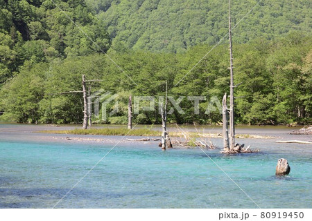 信州上高地、春の新緑に包まれ清らかな水をたたえる大正池の埋没林 80919450