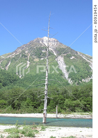 信州上高地、春の新緑に包まれた上高地、大正池の埋没林と背景に見える焼岳 80919454