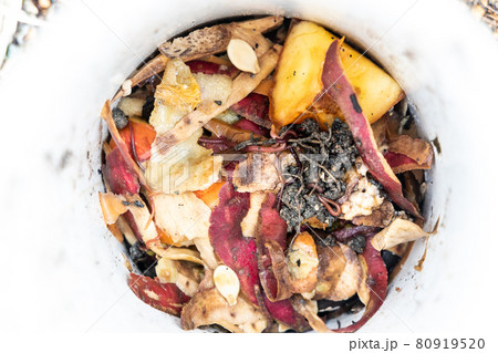 Close-up view of kitchen waste and red wriggler earthworms in worm tower for vermicomposting 80919520