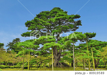 金沢市 兼六園 根上松(ねあがりまつ) 金沢市 兼六園 根上松(ねあがりまつ) 80919589