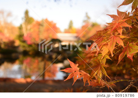 晩秋の真鍋庭園(北海道帯広市) 晩秋の真鍋庭園(北海道帯広市) 80919786