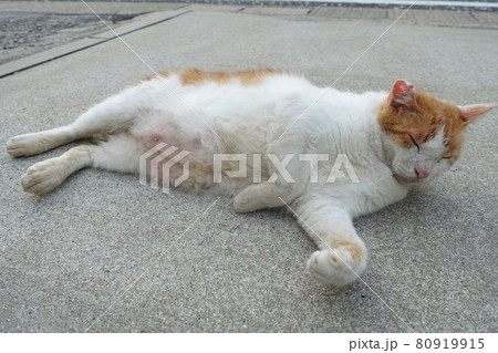 メスの野良猫 80919915