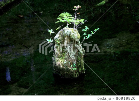 信州上高地、清らかで静かな水面の大正池に浮かぶ埋没林の苔むす朽木に芽吹いたシダ類 80919920