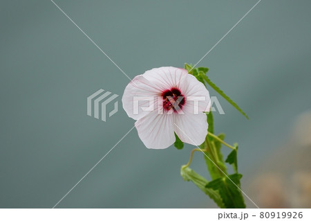 ひっそりと咲く満開のタカサゴフヨウの花 80919926