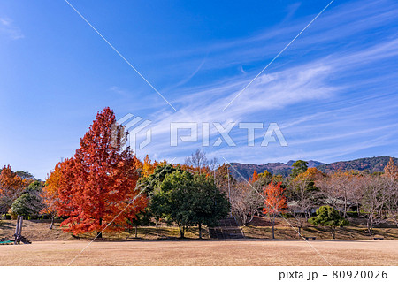 三重県菰野町 晩秋の三重県民の森の赤いフウの木と遊具の写真素材