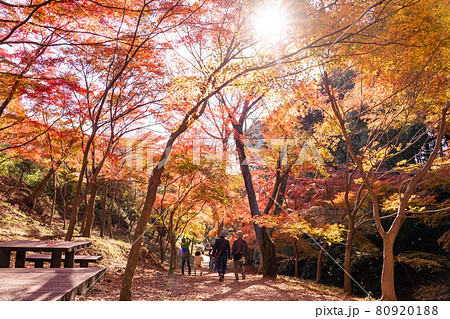 三重県四日市市 秋の宮妻峡の水沢もみじ谷の紅葉を楽しんで散策する人々の写真素材 8091