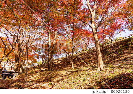 三重県四日市市　秋の宮妻峡の水沢もみじ谷の紅葉 80920189