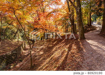 三重県四日市市 秋の宮妻峡の水沢もみじ谷の紅葉を楽しんで散策する人々の写真素材