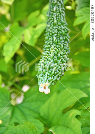 グリーンカーテンにもなる夏野菜のゴーヤの写真素材