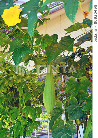グリーンカーテンにもなるヘチマの細長い実と黄色い花の写真素材