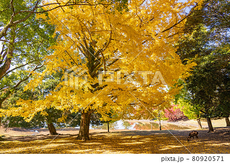 奈良県奈良市 東大寺大仏池横の黄葉が美しい秋のイチョウと鹿 奈良県奈良市 東大寺大仏池横の黄葉が美しい秋のイチョウと鹿 80920571