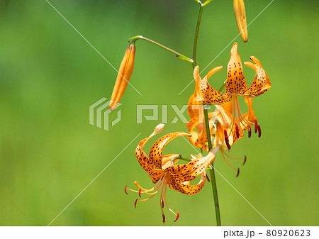 樫原湿原の夏を彩るオニユリ 樫原湿原の夏を彩るオニユリ 80920623