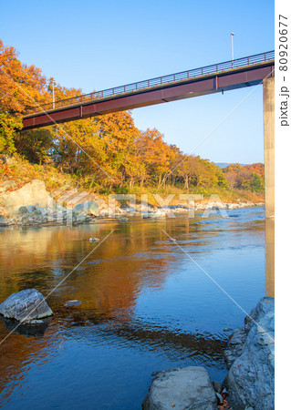 荒川　長瀞の秋　蓬莱島公園付近　金石水管橋　朝日を浴びる紅葉　 80920677