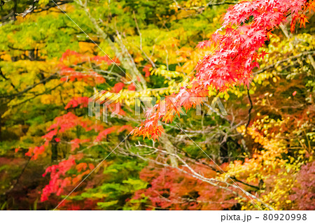 軽井沢の雲場池の紅葉 80920998