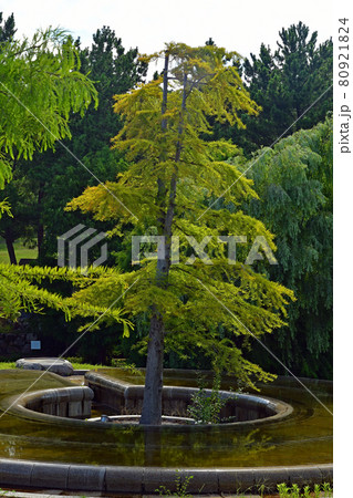 明石海峡公園　水の樹 80921824