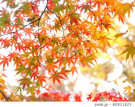 モミジの紅葉の背景素材 80921825