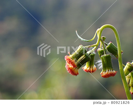 ノボロギクの花 80921826