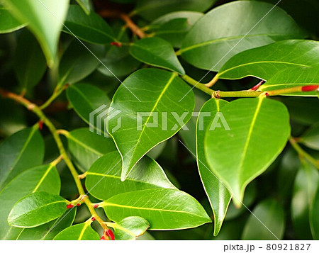 サカキの葉 80921827