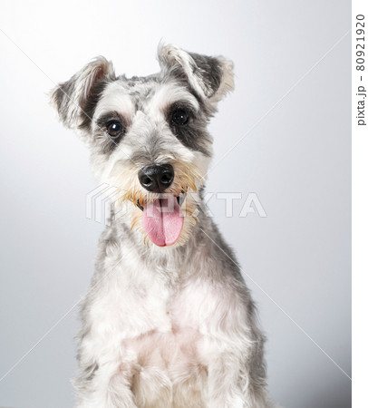 ミニチュアシュナウザー 80921920