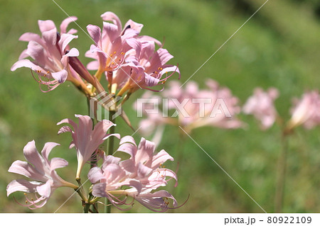 自然 植物 ナツズイセン、道ばたに群生し真夏に沢山の花を咲かせます 自然 植物 ナツズイセン、道ばたに群生し真夏に沢山の花を咲かせます 80922109