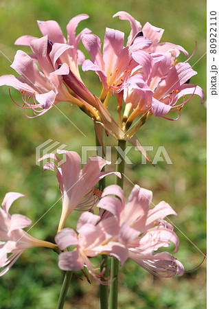 自然　植物　ナツズイセン、真夏。葉が枯れた後に長い花茎の先に数個の美しい花つけます 80922110