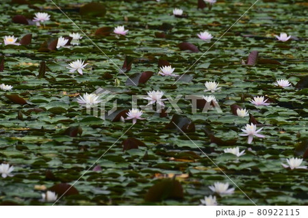 【兵庫県 神戸市】ヒツジクサと浮水葉 80922115