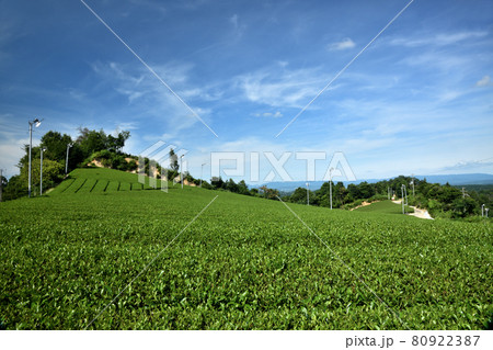 奈良県山添村の茶畑　 80922387