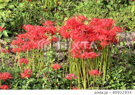 一面の赤お彼岸の時を告げ 80922934