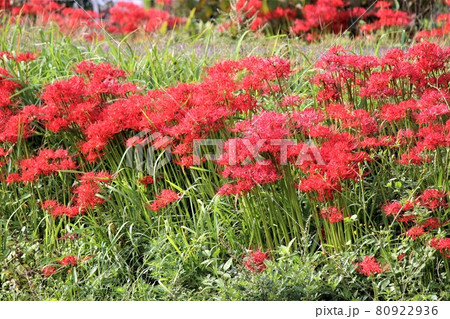 日本の原風景を連想させる群生の曼珠沙華の花 80922936