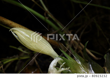 ミヨウガの花 80923232