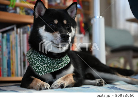 家でくつろぐ柴犬 80923660