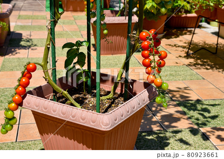 家庭菜園　プランターで育てた　赤いミニトマト 80923661