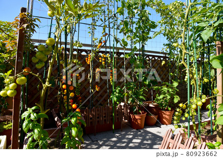 夏のルーフバルコニーで家庭菜園　プランター栽培のミニトマト＆バジル 80923662